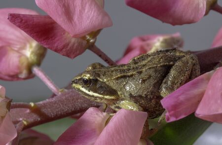 Siberian brown brown little frog that sits on a flower petalの写真素材
