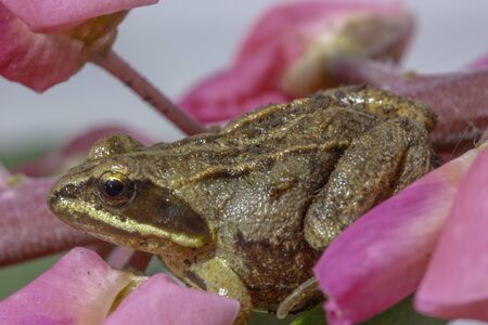 Siberian brown brown little frog that sits on a flower petalの写真素材