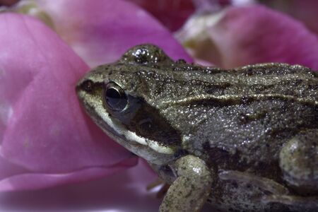 Siberian brown brown little frog that sits on a flower petalの写真素材