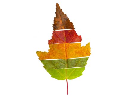 colorful cut leaves of trees of different colors stacked in the form of a leaf symbolize the change of seasonsの写真素材