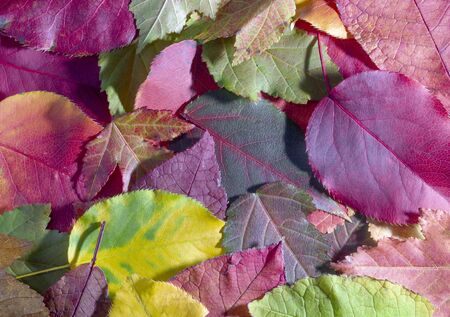 background of beautiful colorful fallen leaves lying a solid carpet on the groundの写真素材