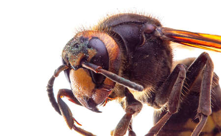 macro image of a hornet insect on a white background