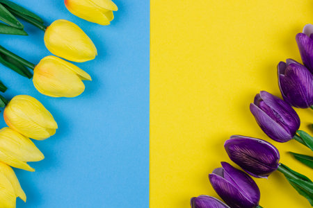 beautiful tulips lie on a yellow blue backgroundの写真素材