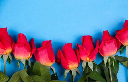 red roses lie on a blue background