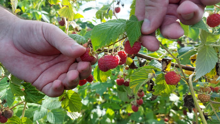 a person harvests raspberries from a bushの写真素材