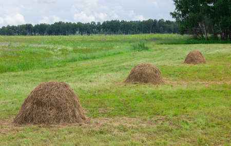 several haystacks in the fieldの写真素材