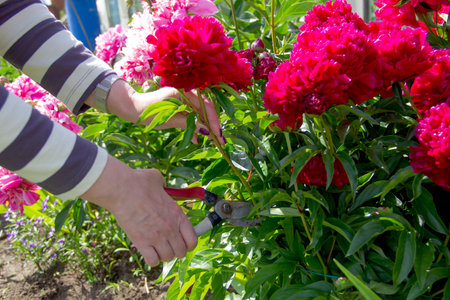 a girl cuts large burgundy peonies with garden scissors from a flower bed