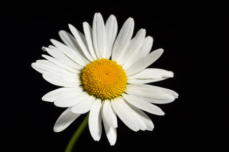 Chamomile flower close-up on black backgroundの写真素材