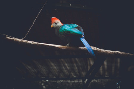 Colorful parrot sitting on a branch in a cage at the zooの写真素材