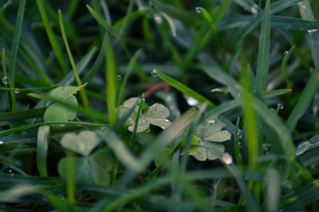 Green grass with dew drops in the morning, close-up