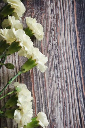beautiful white carnations on a dark background of the textureの写真素材