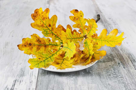 branch with yellow oak leaves in a plate on old wooden table. autumn seasonの写真素材