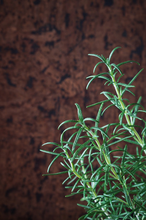 fresh rosemary sprigs on a background of cork. spices.copy space background. selective focusの写真素材