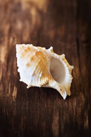 Beautiful sea shell on a dark wooden background. Close-up. Selective focusの写真素材
