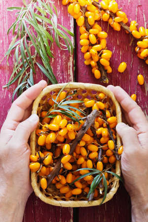 Hands of a man holding a wicker basket full of ripe sea buckthorn. Top view . Bio healthy berries. Selective focusの写真素材