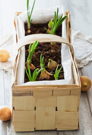 Sprouted young onions in a basket with the ground on the table. Selective focusの写真素材
