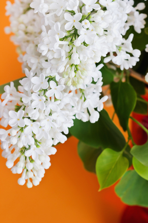 Flowers white lilac on an orange background. Selective focusの写真素材