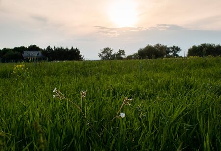 summer is bright colors, the blue sky, these are bright sunsets and gentle sunrisesの写真素材