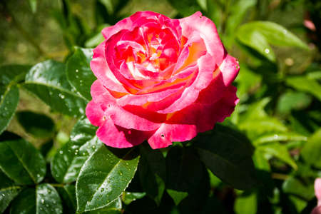 Pink roses in the garden. Summer, Julyの写真素材