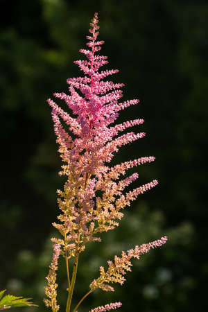 Flowers in the garden. Summer, July.の写真素材