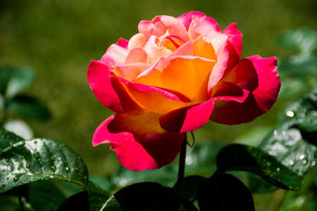 Pink roses in the garden. Summer, Julyの写真素材