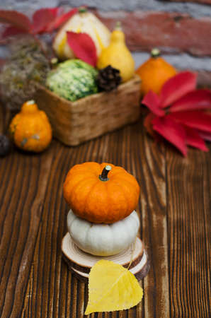 Autumn harvest of small different pumpkins.