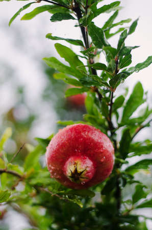 Pomegranate tree in garden with red ripe fruits on the branch close-up.の写真素材