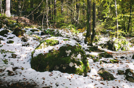 Scenic view on the stone in snow against the green autumn forest in mountains.の写真素材