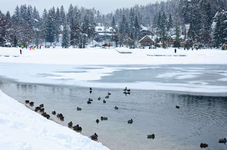 Scenic view of winter landscape with snow covered trees and mountain river in Alps, Slovenia. Beauty of nature concept background.の写真素材