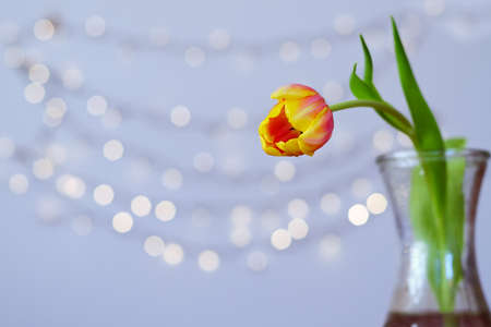 Top view of beautiful yellow tulip in a vase on light background with copy space. Greeting card. 8...
