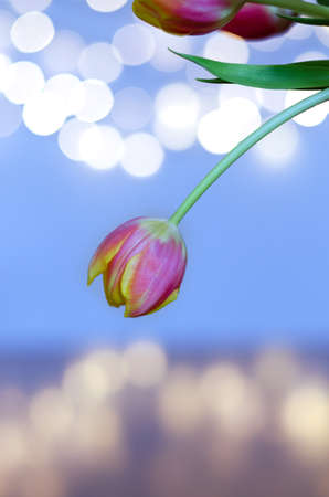 Top view of beautiful yellow and pink tulip on light background with bokeh close up. Greeting card....