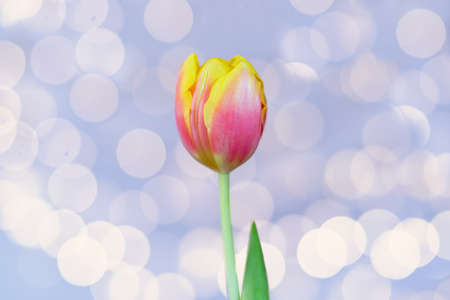 Top view of beautiful yellow and pink tulip on light background with bokeh close up. Greeting card....