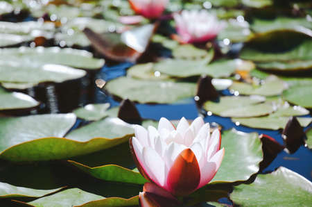 Top view of pink blooming lotus flower in summer pond with green leaves. Natural backgrounds in city.の写真素材