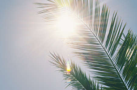 Background of nature green palm leaf on tropical beach with bokeh sun light against blue sky. Copy...
