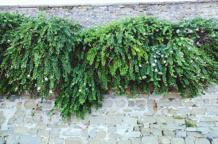 Background of the white brick wall overgrown with dense green bushes and blooming plants. Old town...