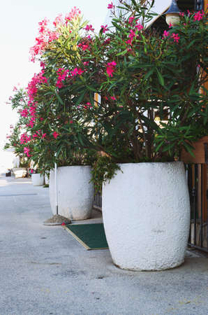 Scenic view of narrow empty streets of historical center of old town Piran against the sunrise sky and Adriatic sea with yachts. Summer vacation to coast of Slovenia.のeditorial素材