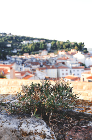 Scenic view of red roofs of the historical center of old town Piran with main church against the sunrise sky and blue Adriatic sea. Aerial view, coast of Slovenia.の写真素材