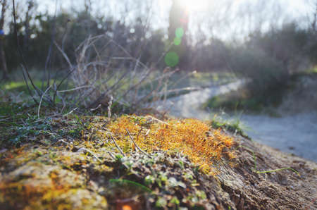 Background of the first spring sprouts of yellow grass breaking out of the ground close up. Top view. Natural and season backgrounds.の写真素材