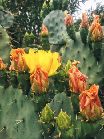 Background of a lot of blooming green cacti with thorns at the Adriatic seaside close up. Prickly pear. Beauty in nature.の写真素材