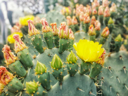 Background of a lot of blooming green cacti with thorns at the Adriatic seaside close up. Prickly...