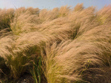 Summer background of yellow fluffy feather grass in the field, meadow. Countryside concept. Nature.