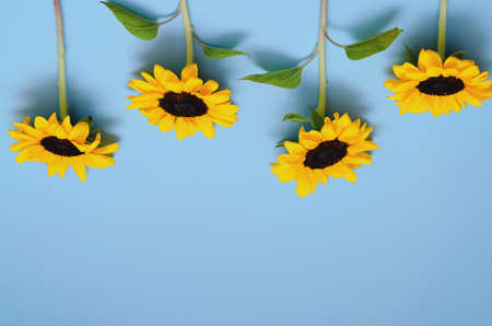 Beautiful fresh sunflowers with leaves on blue background. Flat lay, top view. Copy space. Summer concept, harvest time, agriculture. Sunflower natural background.の写真素材