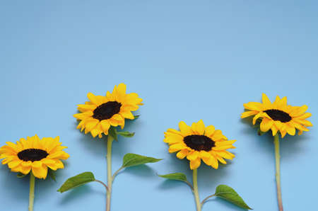Beautiful fresh sunflowers with leaves on blue background. Flat lay, top view. Copy space. Summer...