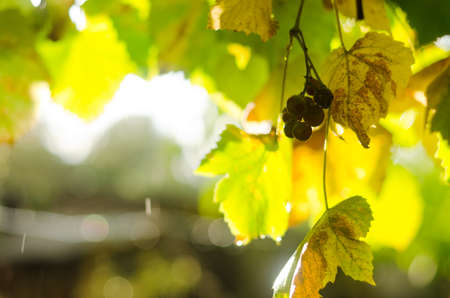 Close up of branches with bunches of sweet dark grapes in the garden in sunset light. Autumn harvest of bio food. Natural backgrounds.の写真素材