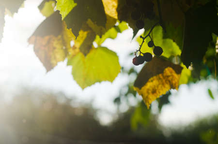 Close up of branches with bunches of sweet dark grapes in the garden in sunset light. Autumn harvest of bio food. Natural backgrounds.の写真素材