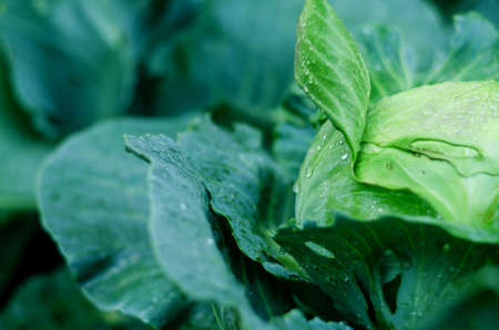 Green head, leaves of cabbage in the vegetable garden close up. Raindrops on the leaves. Healthy...