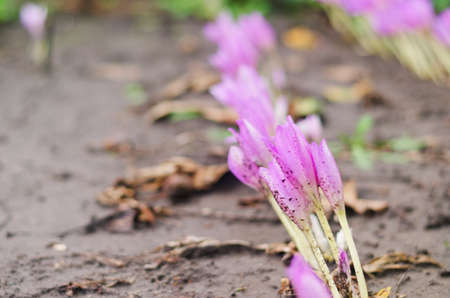 Top view of purple, pink field of blooming crocus close up. Natural backgrounds.