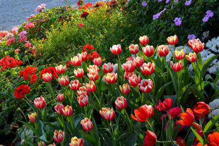 Tulips in Thailandの写真素材