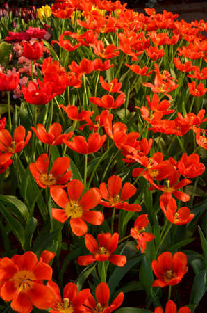 Tulips in Thailandの写真素材