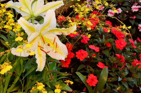 Tulips in Thailandの写真素材